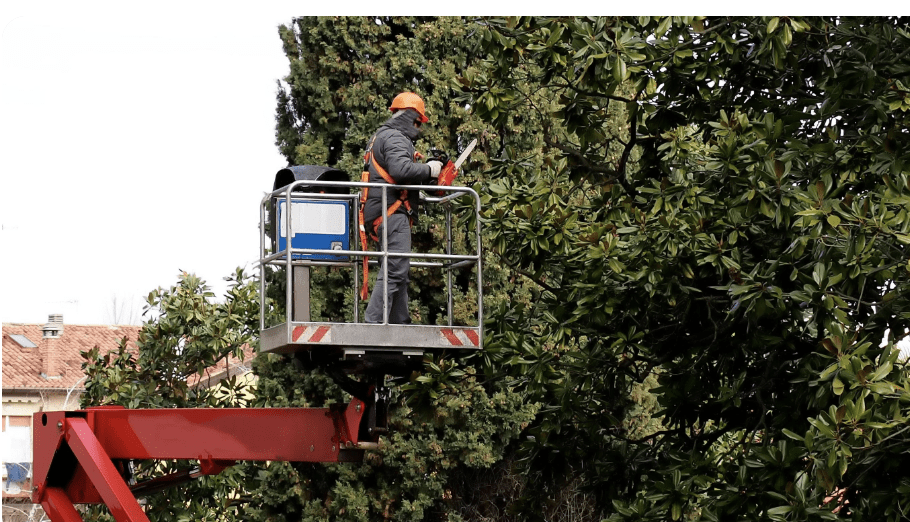 Tree Pruning